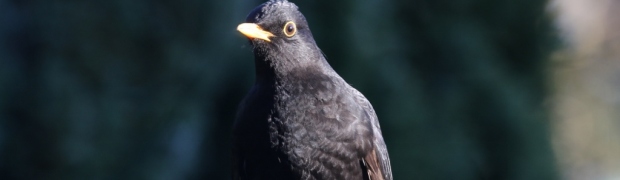 Blackbird:
Blackbird
