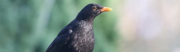Garden Birds:
Blackbird:
Blackbird