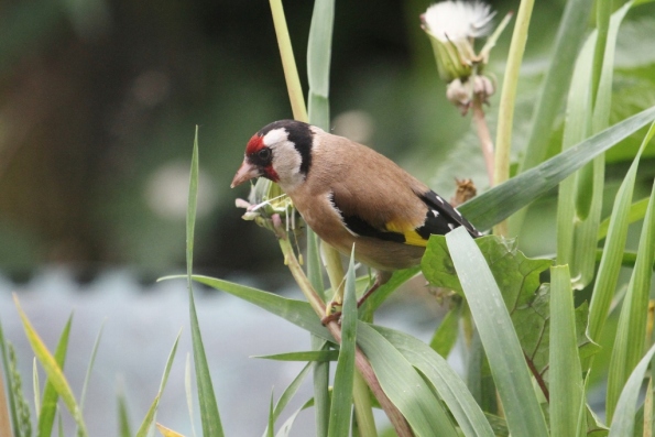 Goldfinch (f)