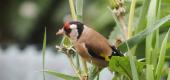 View the Album: Goldfinch
 3 images