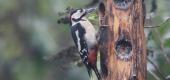View the Album: Great Spotted Woodpecker
 24 images
