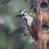 View the image: Great Spotted Woodpecker (male)