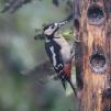 View the image: Great Spotted Woodpecker (male)