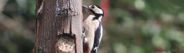 Great Spotted Woodpecker:
Great Spotted Woodpecker (female)