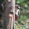 View the image: Great Spotted Woodpecker (female)
