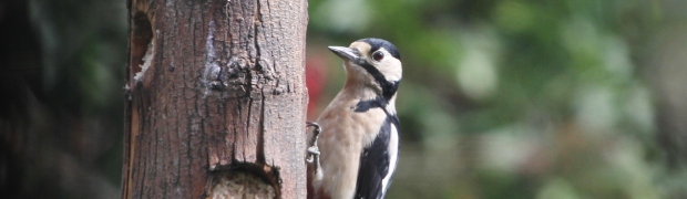 Great Spotted Woodpecker:
Great Spotted Woodpecker (female)
