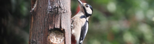 Great Spotted Woodpecker:
Great Spotted Woodpecker (female)