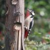View the image: Great Spotted Woodpecker (female)