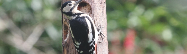 Garden Birds:
Great Spotted Woodpecker:
Great Spotted Woodpecker (female)