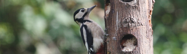 Great Spotted Woodpecker:
Great Spotted Woodpecker (female)