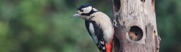 Great Spotted Woodpecker:
Great Spotted Woodpecker (female)