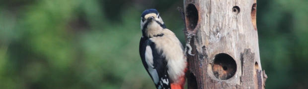 Great Spotted Woodpecker:
Great Spotted Woodpecker (female)