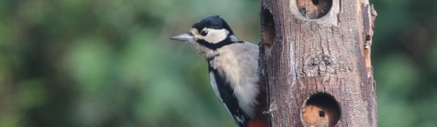 Garden Birds:
Great Spotted Woodpecker:
Great Spotted Woodpecker (female)