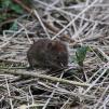 View the image: Bank Vole