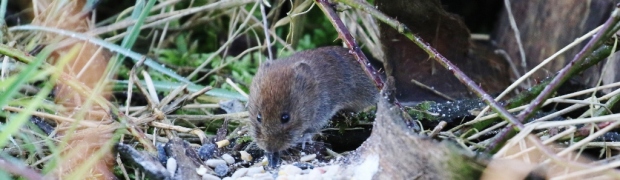 Bank-Vole:
Bank Vole