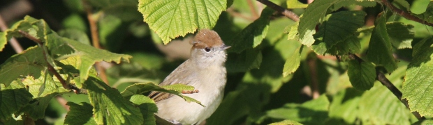 Blackcap:
Blackcap female/juvenile