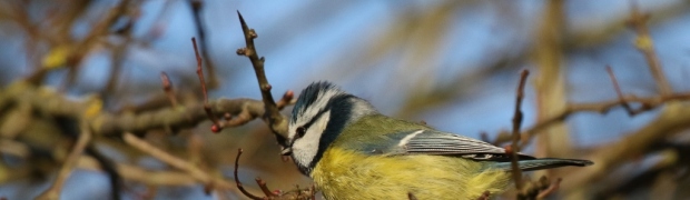 Blue Tit:
Blue Tit