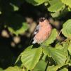 View the image: Bullfinch male