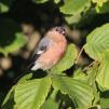 View the image: Bullfinch male