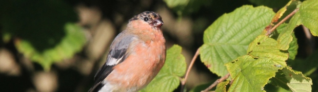 Bullfinch:
Bullfinch male