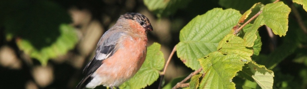 Bullfinch:
Bullfinch male