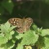 View the image: Speckled Wood