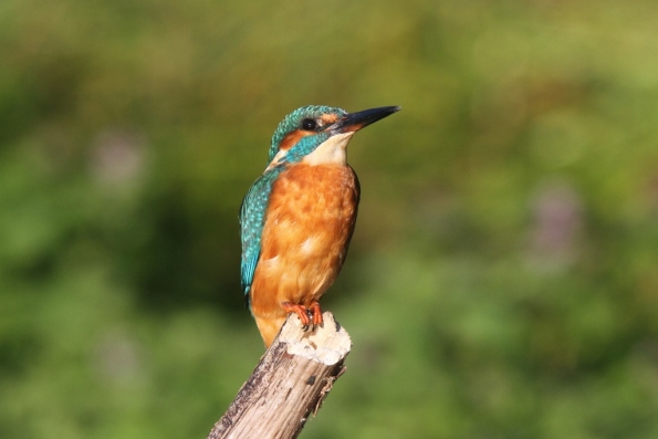 Kingfisher (male)