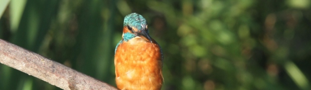 Kiveton Community Woodland:
Kingfisher:
Kingfisher (male)
