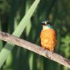 View the image: Kingfisher (male)