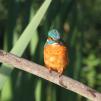 View the image: Kingfisher (male)