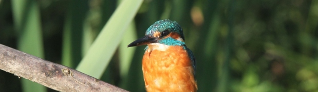 Kiveton Community Woodland:
Kingfisher:
Kingfisher (male)