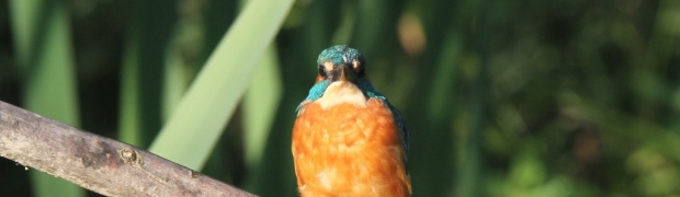 Kingfisher:
Kingfisher (male)