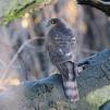 View the image: Sparrowhawk