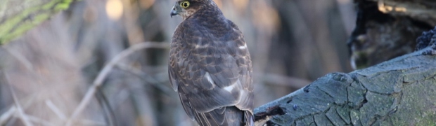 Kiveton Community Woodland:
Sparrowhawk:
Sparrowhawk