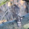 View the image: Sparrowhawk