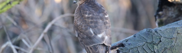 Sparrowhawk:
Sparrowhawk
