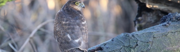 Sparrowhawk:
Sparrowhawk