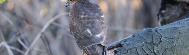 Kiveton Community Woodland:
Sparrowhawk:
Sparrowhawk