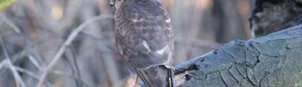 Sparrowhawk:
Sparrowhawk