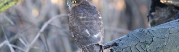 Sparrowhawk:
Sparrowhawk