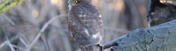 Sparrowhawk:
Sparrowhawk