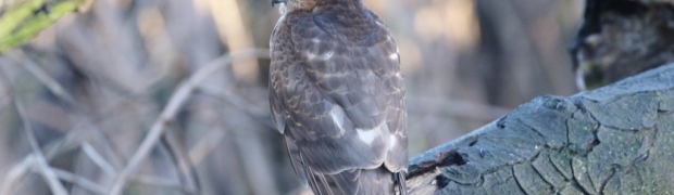 Sparrowhawk:
Sparrowhawk
