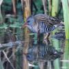View the image: Water Rail
