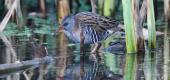 View the Album: Water Rail
 2 images