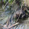 View the image: Water Vole