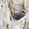 View the image: Water Vole
