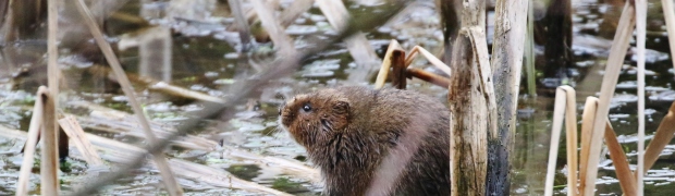 Kiveton Community Woodland:
Water-Vole:
Water Vole