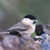 View the image: Willow Tit