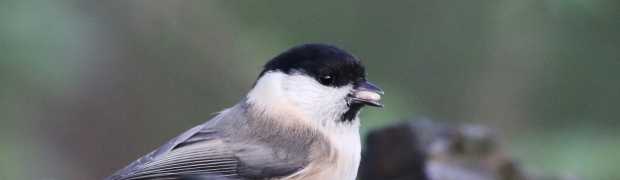 Kiveton Community Woodland:
Willow Tit:
Willow Tit
