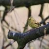 View the image: Yellowhammer (male)